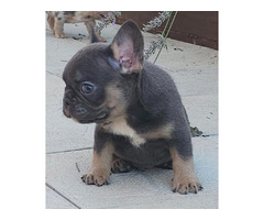 FRENCH BULLDOG - exotic colors  - 6