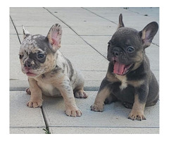 FRENCH BULLDOG - exotic colors  - 8