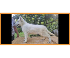 Swiss White Shepherd puppies - 1