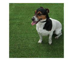 Premium Artificial Grass for Dogs – Soft, Durable & Easy to Clean!