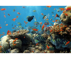 Expert Fish Tank Maintenance in Hampshire – Waterbox