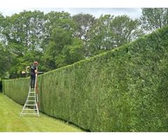 Tree Surgeons | Tree Surgery in Dorking