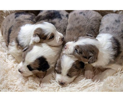 Border collie-Border collie, puppies 