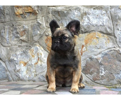 French bulldog fluffy 