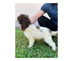 Lagotto Romagnolo, puppies available