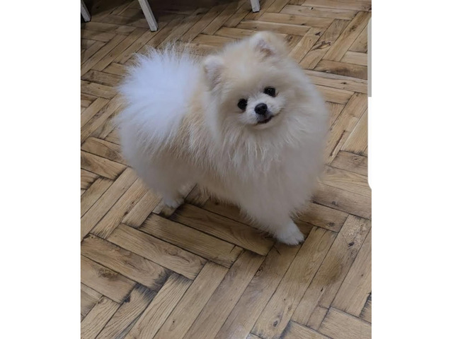 Pomeranian, Beautiful Boo Puppies  | free-classifieds.co.uk - Image 1 of 5