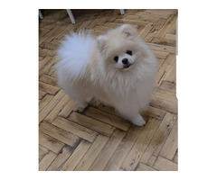 Pomeranian, Beautiful Boo Puppies 