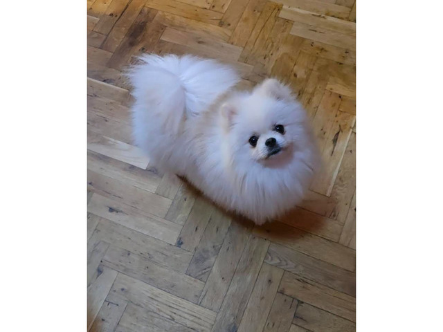 Pomeranian, Beautiful Boo Puppies  | free-classifieds.co.uk - Image 2 of 5