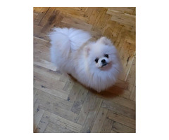 Pomeranian, Beautiful Boo Puppies  | free-classifieds.co.uk - 2