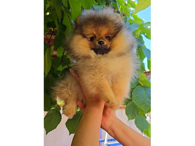 Pomeranian, Beautiful Boo Puppies  | free-classifieds.co.uk - Image 3 of 5