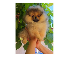 Pomeranian, Beautiful Boo Puppies  | free-classifieds.co.uk - 3