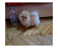 Pomeranian, Beautiful Boo Puppies  | free-classifieds.co.uk - 4