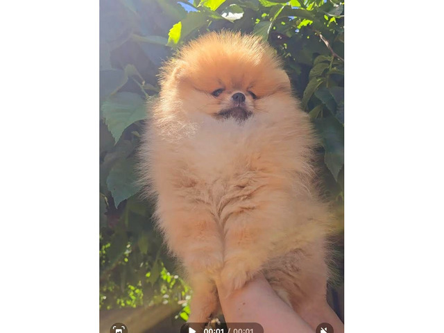 Pomeranian, Beautiful Boo Puppies  | free-classifieds.co.uk - Image 5 of 5