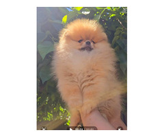 Pomeranian, Beautiful Boo Puppies  | free-classifieds.co.uk - 5