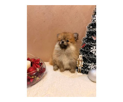 Pomeranian Spitz puppies 