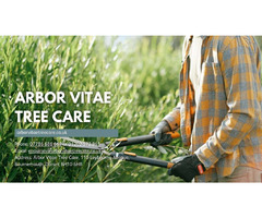 Tree Pruning & Maintenance by Skilled Tree Surgeons in Poole