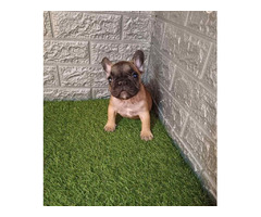French bulldog 