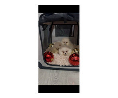 Pomeranian, top quality puppies 