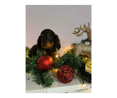 Mini long-haired dachshunds, puppies