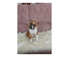 American Staffordshire Terrier Welpen 