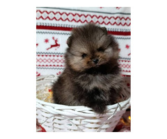 Pomeranian Spitz, female puppies