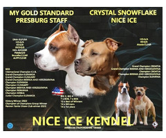 American Staffordshire terrier 
