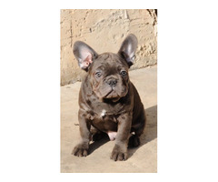 French bulldog, exotic puppies  