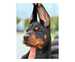 Doberman puppies, black and brown 