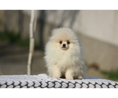 Pomeranian Boo puppies 