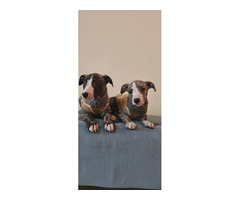Persian Greyhound Saluki puppies