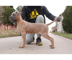 Cane Corso puppies for sale