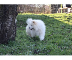 Samoyed puppy