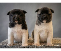 American Akita, quality puppies