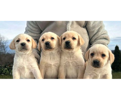 Labrador retriever  