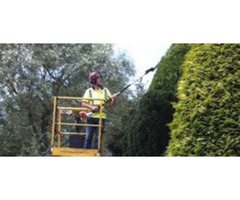 Enjoy the best of tree service | free-classifieds.co.uk - 2