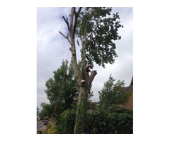Tree Removal Service | free-classifieds.co.uk - 1