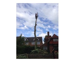 Tree Removal Service | free-classifieds.co.uk - 3