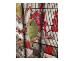 Indian red neck parrot | free-classifieds.co.uk - 1