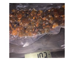 Quality COW CATTLE GALLSTONE, !!! SEA HORSE and SEA CUCUMBER | free-classifieds.co.uk - 3